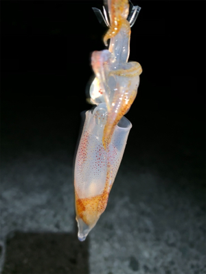 ケンサキイカ⑧