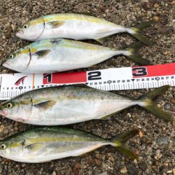 雨前ツバッシング