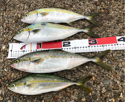 雨前ツバッシング