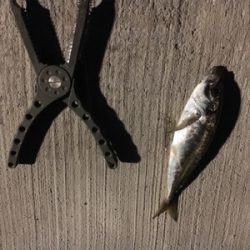 アジング  調査