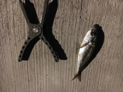 アジング  調査