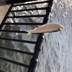 夕方から沢山釣れました！