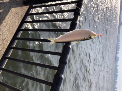 夕方から沢山釣れました！