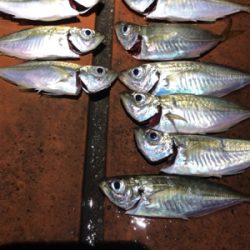 雨の合間のアジング