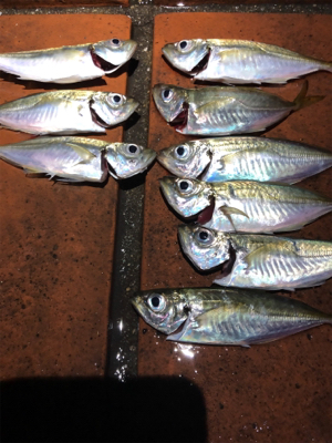 雨の合間のアジング