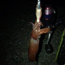 なんとか釣れたケンサキイカσ(^_^;)