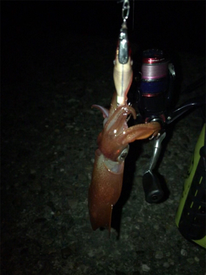 なんとか釣れたケンサキイカσ(^_^;)