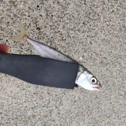 キジハタとアジとサバ