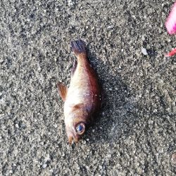 久々にエビ撒いてみました