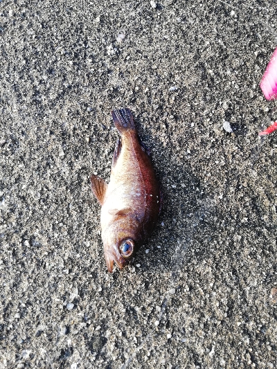 久々にエビ撒いてみました