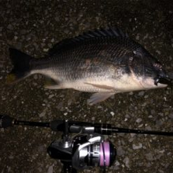 バイク釣行 gsx250r