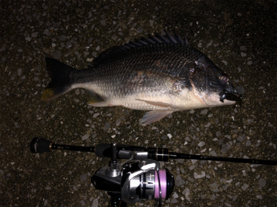 バイク釣行 gsx250r