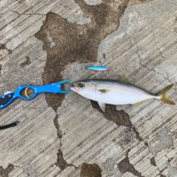 ハマチ〜ツバスでつ抜け♫