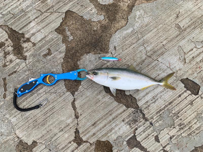 ハマチ〜ツバスでつ抜け♫