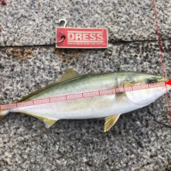 タチウオ調査とツバス君