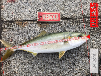 タチウオ調査とツバス君