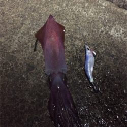 ケンサキときどきアオリイカ