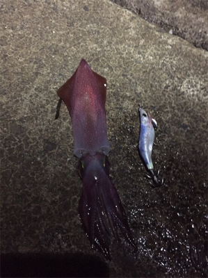 ケンサキときどきアオリイカ