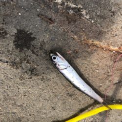 夕方からのヒットでした！