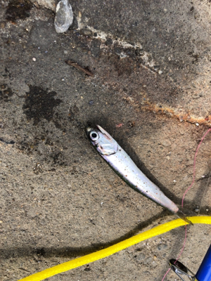 夕方からのヒットでした！