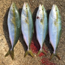 アジ！ツバス！ハマチ！