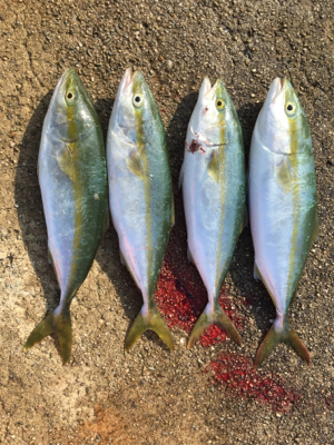 アジ！ツバス！ハマチ！