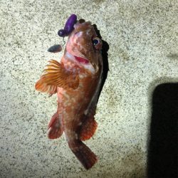 いつものガシラ