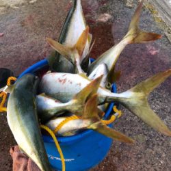 ルアーで初の大爆釣！@沖堤防