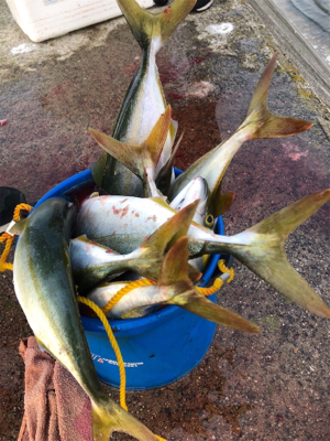 ルアーで初の大爆釣！@沖堤防