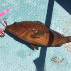 秋らしくなりました。