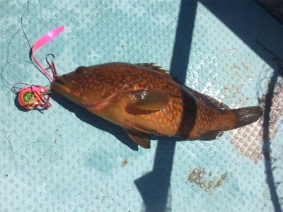 秋らしくなりました。