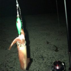 場所が変わってもケンサキイカ釣れますね(^.^)