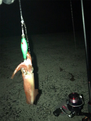 場所が変わってもケンサキイカ釣れますね(^.^)