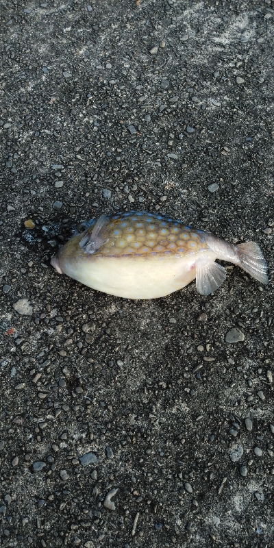 アシストフック