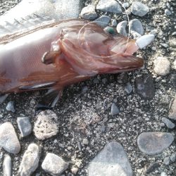 楽しいライトゲーム