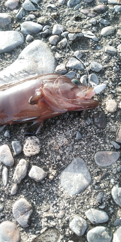 楽しいライトゲーム