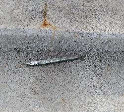 8/12釣果花火大会★ワニゴチサヨリ豆アジアカエイの出産