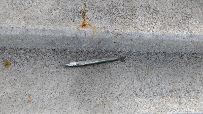 8/12釣果花火大会★ワニゴチサヨリ豆アジアカエイの出産