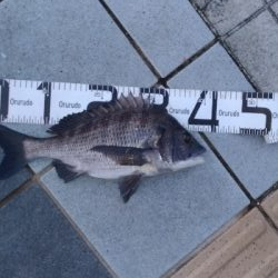 8/17釣果 チヌツバスデカアジ豆アジ