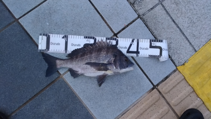 8/17釣果 チヌツバスデカアジ豆アジ