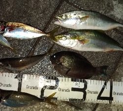 8/24釣果グレツバスデカアジ豆アジ中途半端サバ