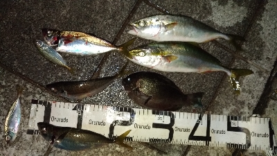 8/24釣果グレツバスデカアジ豆アジ中途半…