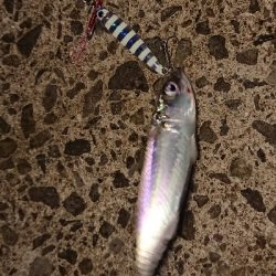 サバ〜ダツ〜タイ!!