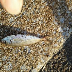 2019年8月8日釣行in箱崎ふ頭