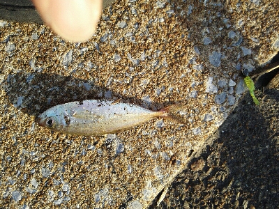 2019年8月8日釣行in箱崎ふ頭