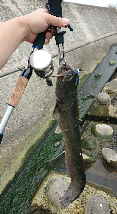バス釣りのはずが・・・