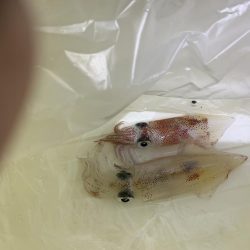 一年ぶりのケンサキ