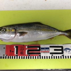 久々サーフでワカシと遭遇