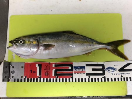 久々サーフでワカシと遭遇