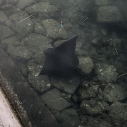 青物は釣れなかったけど、、